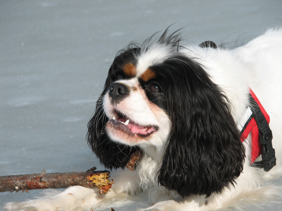 Enni Cavalier Kingcharlesinspanieli